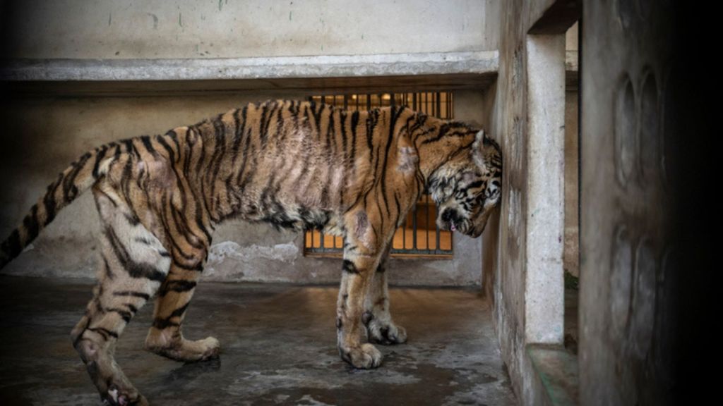 Fotografia, la sofferenza della&nbsp;tigre