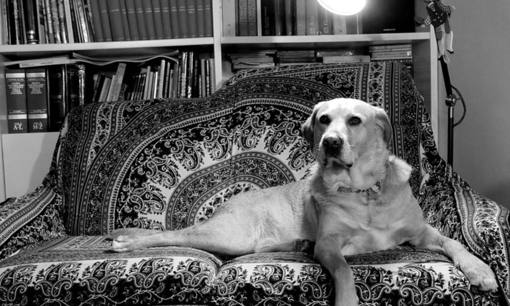 Le parole del&nbsp;cane